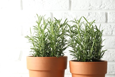 Photo of Rosemary plants growing in pots against white brick wall, closeup. Aromatic herb