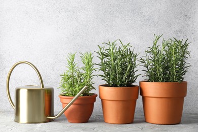 Photo of Rosemary plants growing in pots and watering can on grey textured table. Aromatic herb