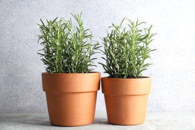 Photo of Rosemary plants growing in pots on grey textured table. Aromatic herb