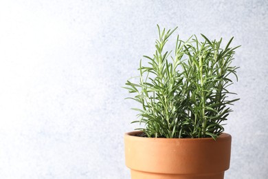 Photo of Rosemary plant growing in pot on grey background, closeup with space for text. Aromatic herb