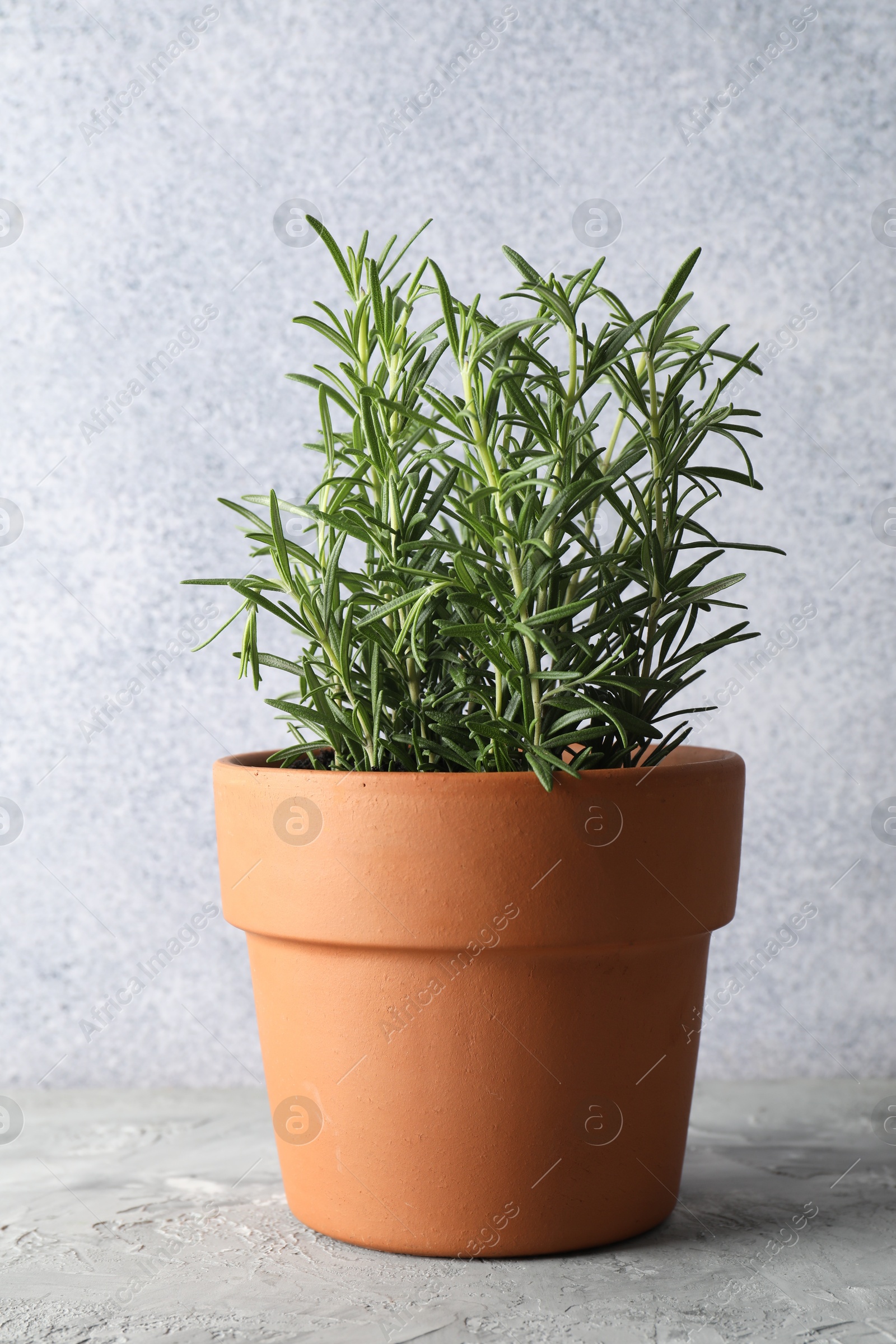 Photo of Rosemary plant growing in pot on grey textured table. Aromatic herb