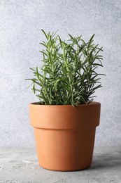 Photo of Rosemary plant growing in pot on grey textured table. Aromatic herb