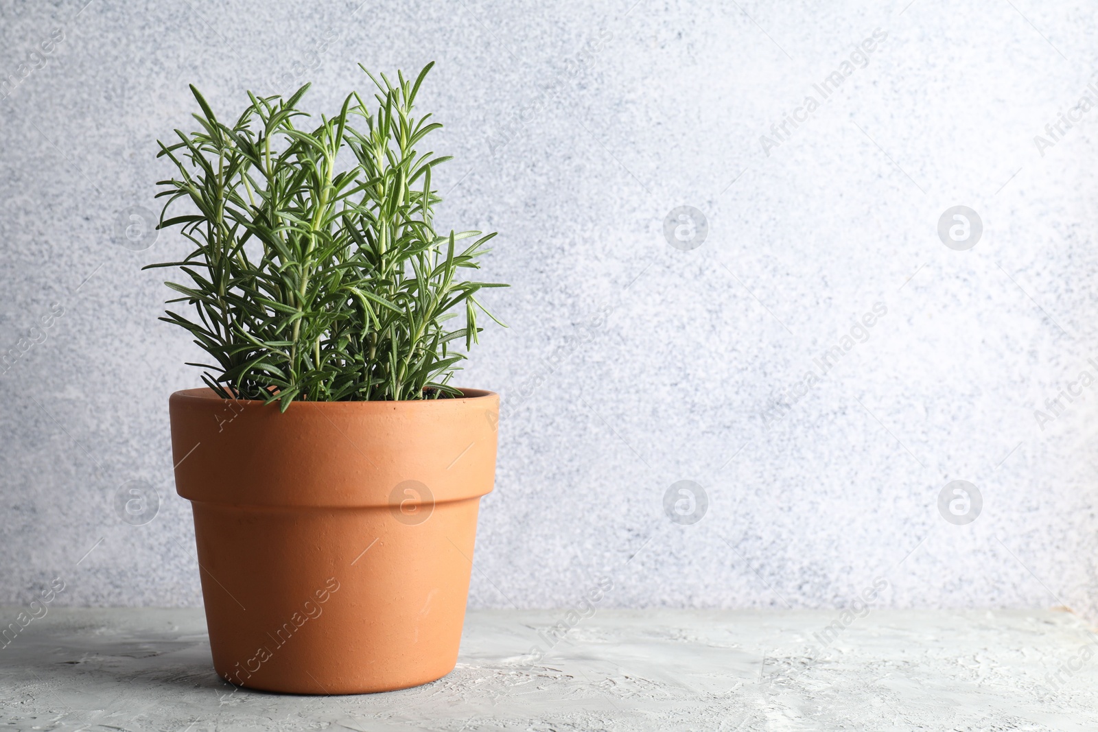 Photo of Rosemary plant growing in pot on grey textured table, space for text. Aromatic herb