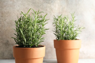 Photo of Rosemary plants growing in pots on grey background, closeup. Aromatic herb