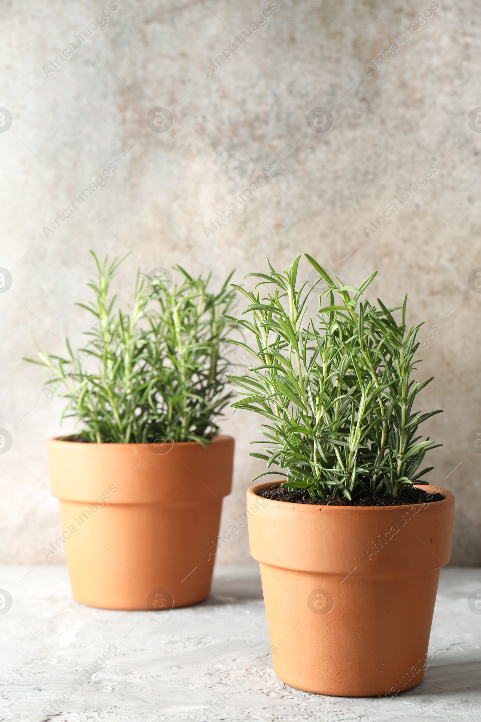 Photo of Rosemary plants growing in pots on grey textured table. Aromatic herb