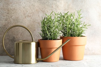 Rosemary plants growing in pots and watering can on grey textured table. Aromatic herb