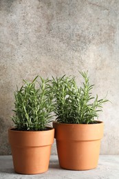 Photo of Rosemary plants growing in pots on grey textured table. Aromatic herb