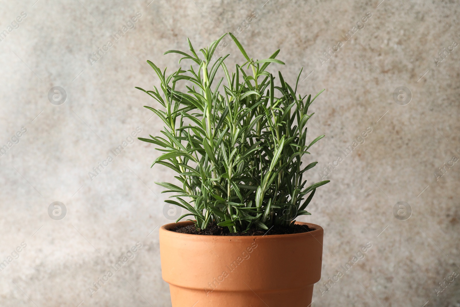 Photo of Rosemary plant growing in pot on grey background. Aromatic herb