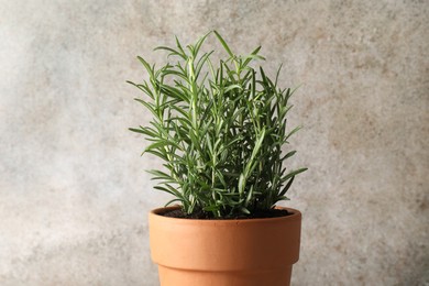 Photo of Rosemary plant growing in pot on grey background. Aromatic herb