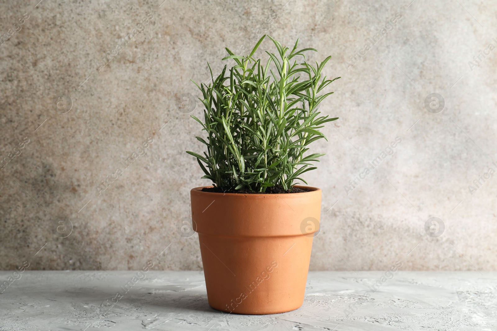 Photo of Rosemary plant growing in pot on grey textured table. Aromatic herb