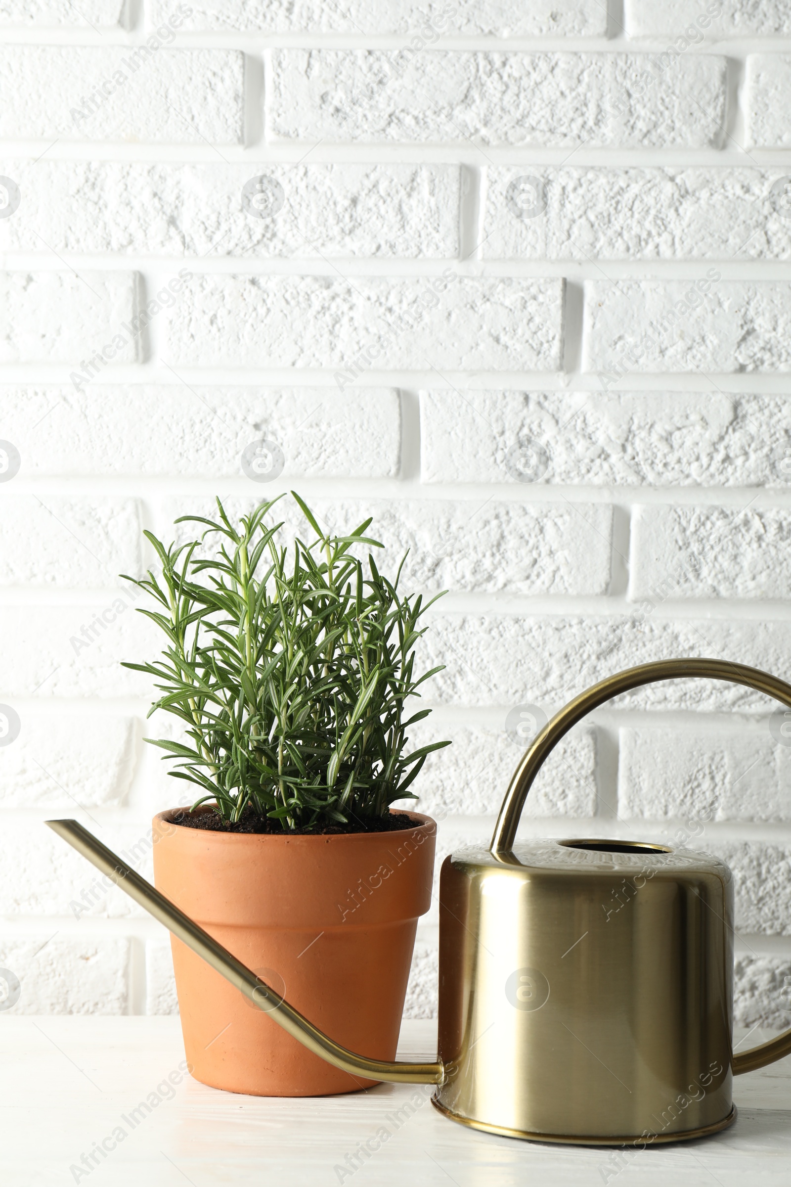 Photo of Rosemary plant growing in pot and watering can on white wooden table. Aromatic herb