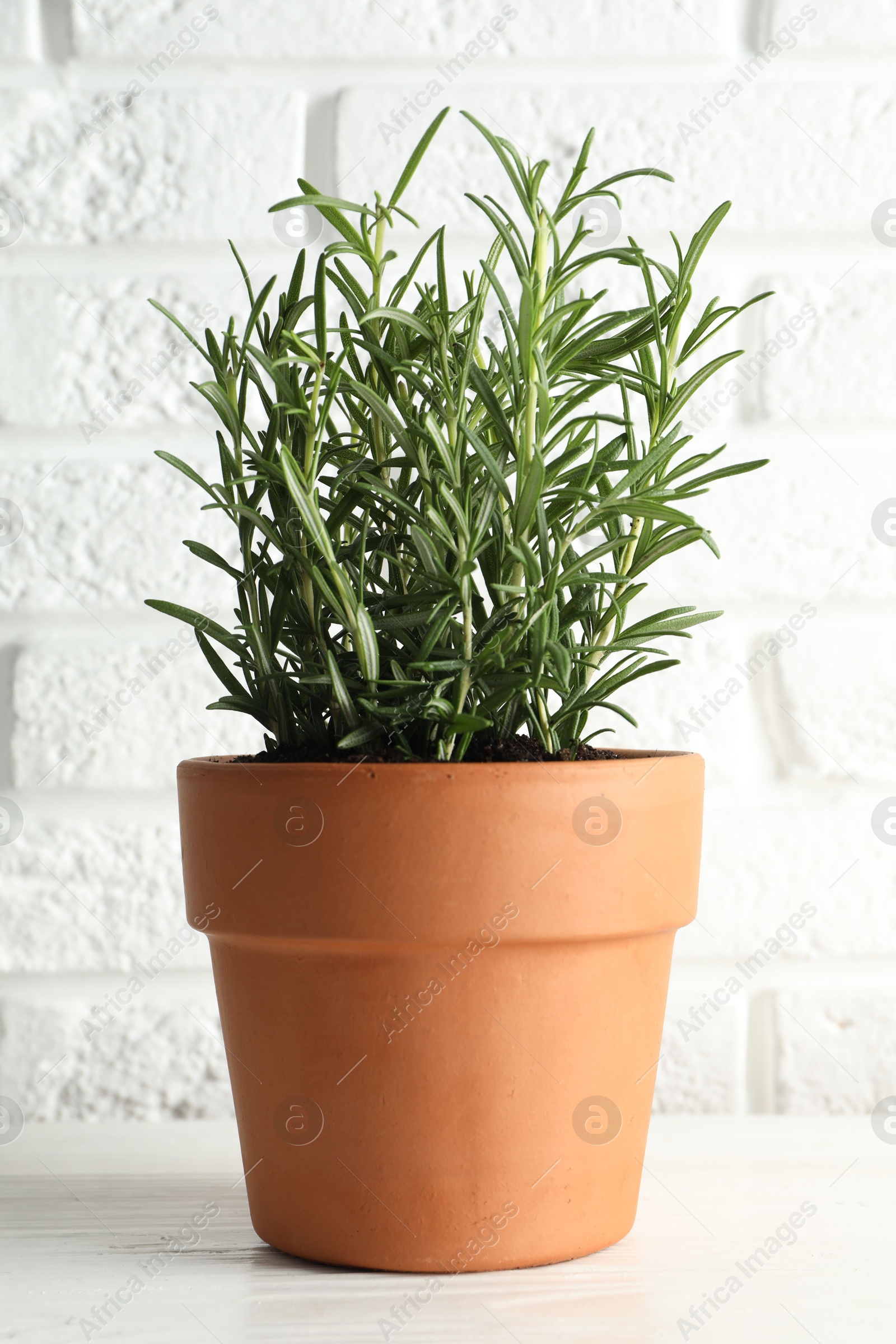 Photo of Rosemary plant growing in pot on white wooden table. Aromatic herb