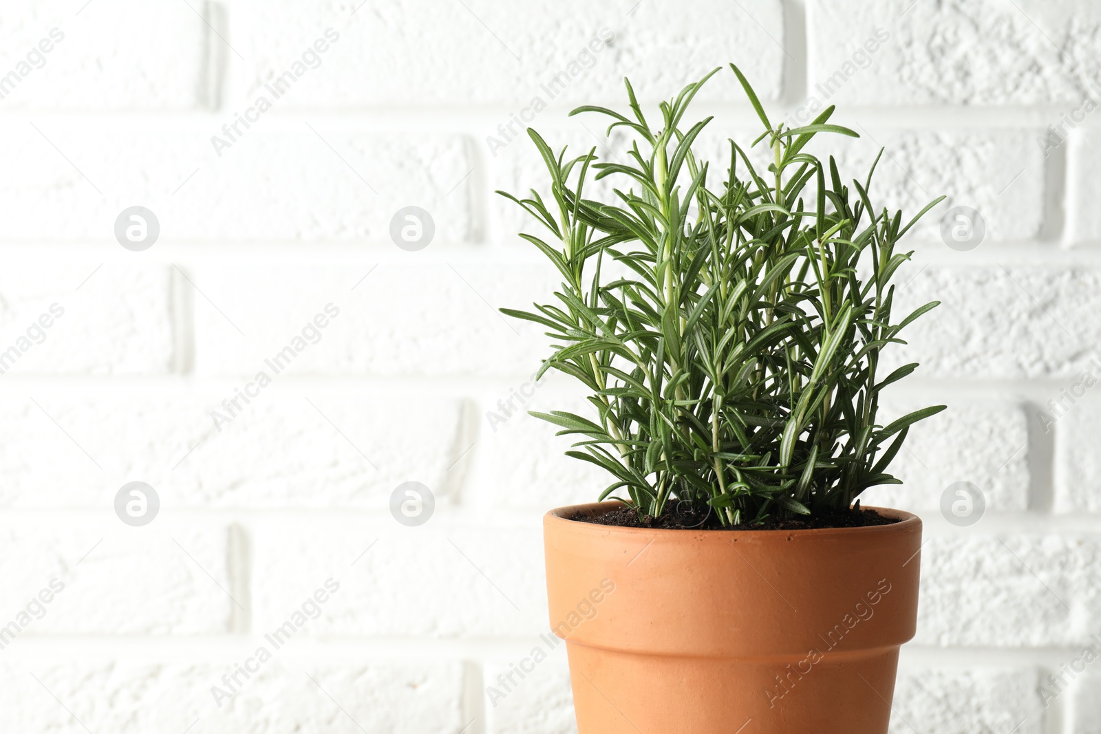 Photo of Rosemary plant growing in pot against white brick wall, space for text. Aromatic herb