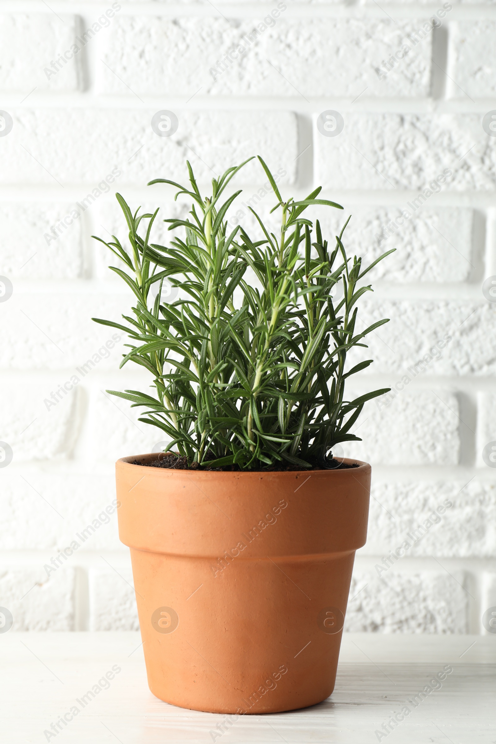 Photo of Rosemary plant growing in pot on white wooden table. Aromatic herb