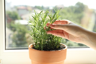 Photo of Woman with potted rosemary near window, closeup. Fresh herb