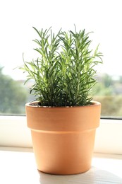 Photo of Rosemary plant growing in pot on windowsill. Aromatic herb