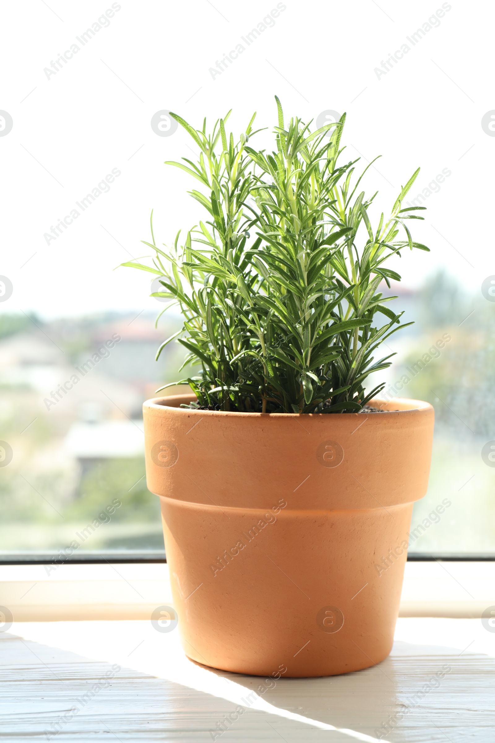 Photo of Rosemary plant growing in pot on windowsill. Aromatic herb