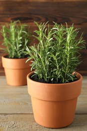 Photo of Rosemary plants growing in pots on wooden table, closeup. Aromatic herb