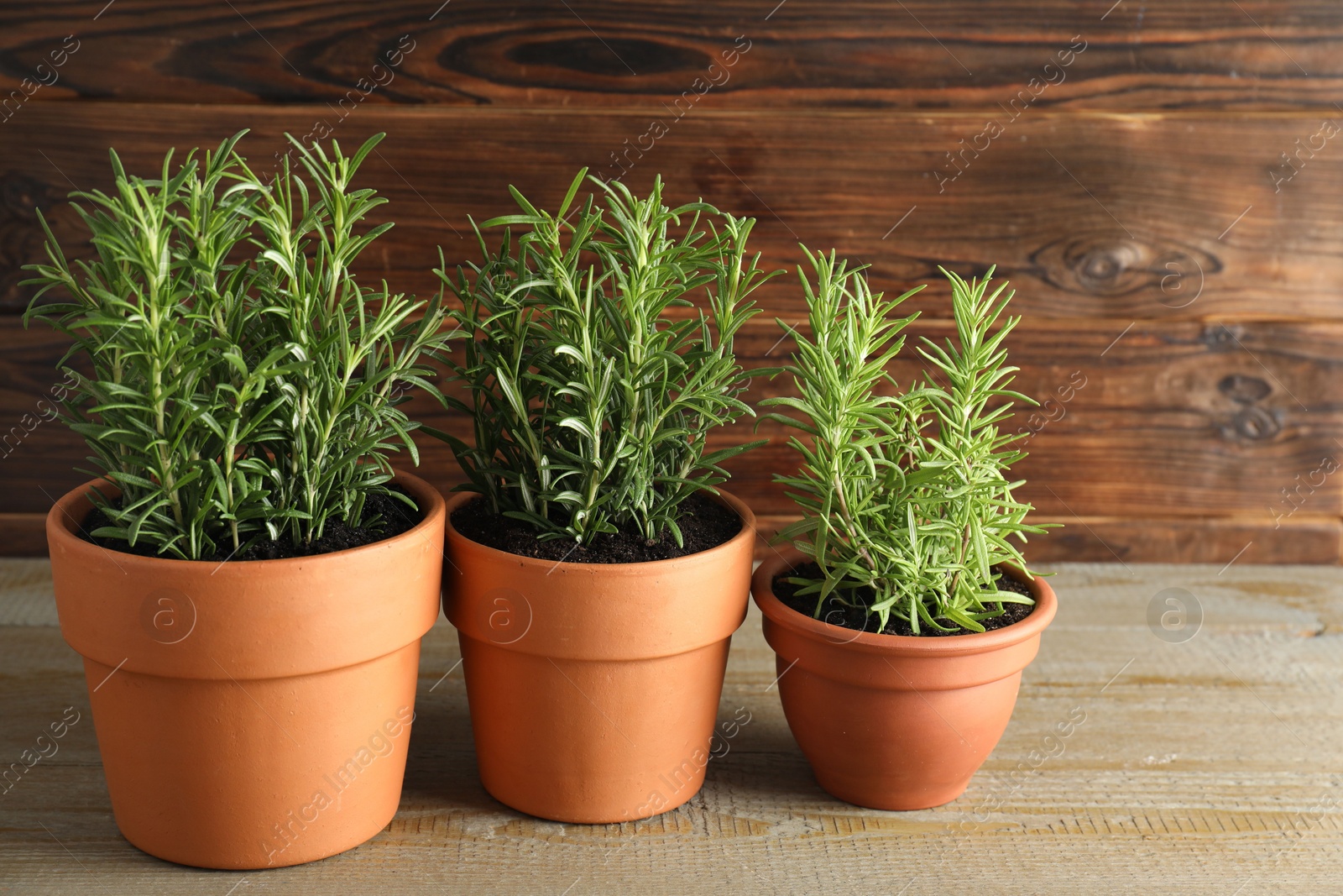 Photo of Rosemary plants growing in pots on wooden table. Aromatic herb