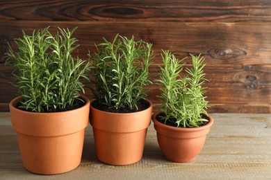 Photo of Rosemary plants growing in pots on wooden table. Aromatic herb