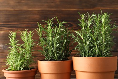 Photo of Rosemary plants growing in pots on wooden background, closeup. Aromatic herb