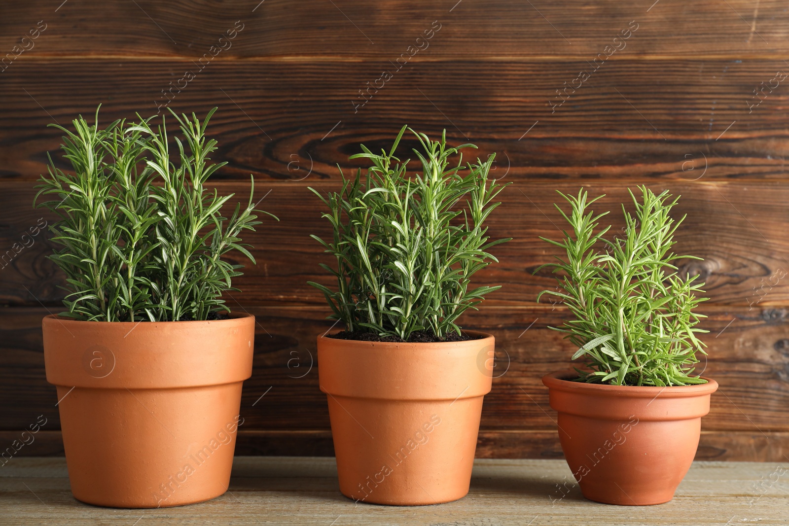 Photo of Rosemary plants growing in pots on wooden table. Aromatic herb