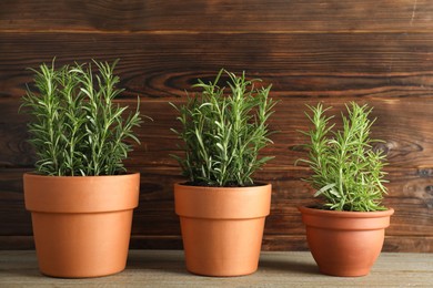 Photo of Rosemary plants growing in pots on wooden table. Aromatic herb