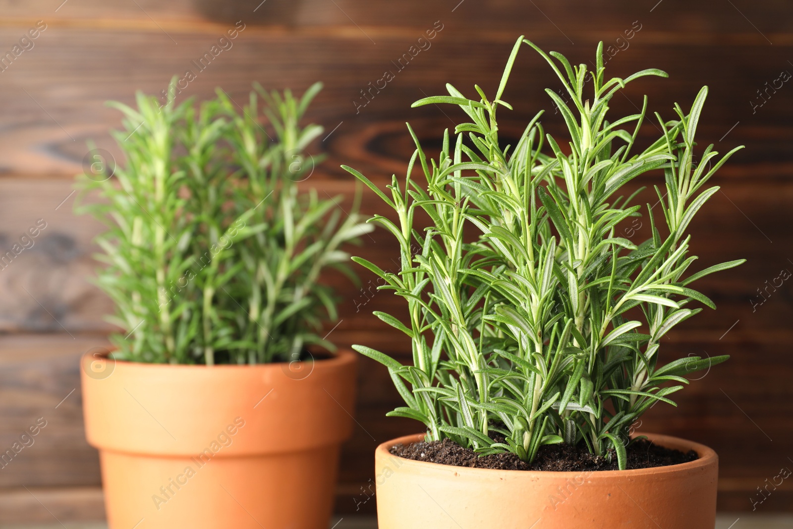 Photo of Rosemary plants growing in pots on wooden background, closeup. Aromatic herb