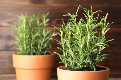 Photo of Rosemary plants growing in pots on wooden background, closeup. Aromatic herb