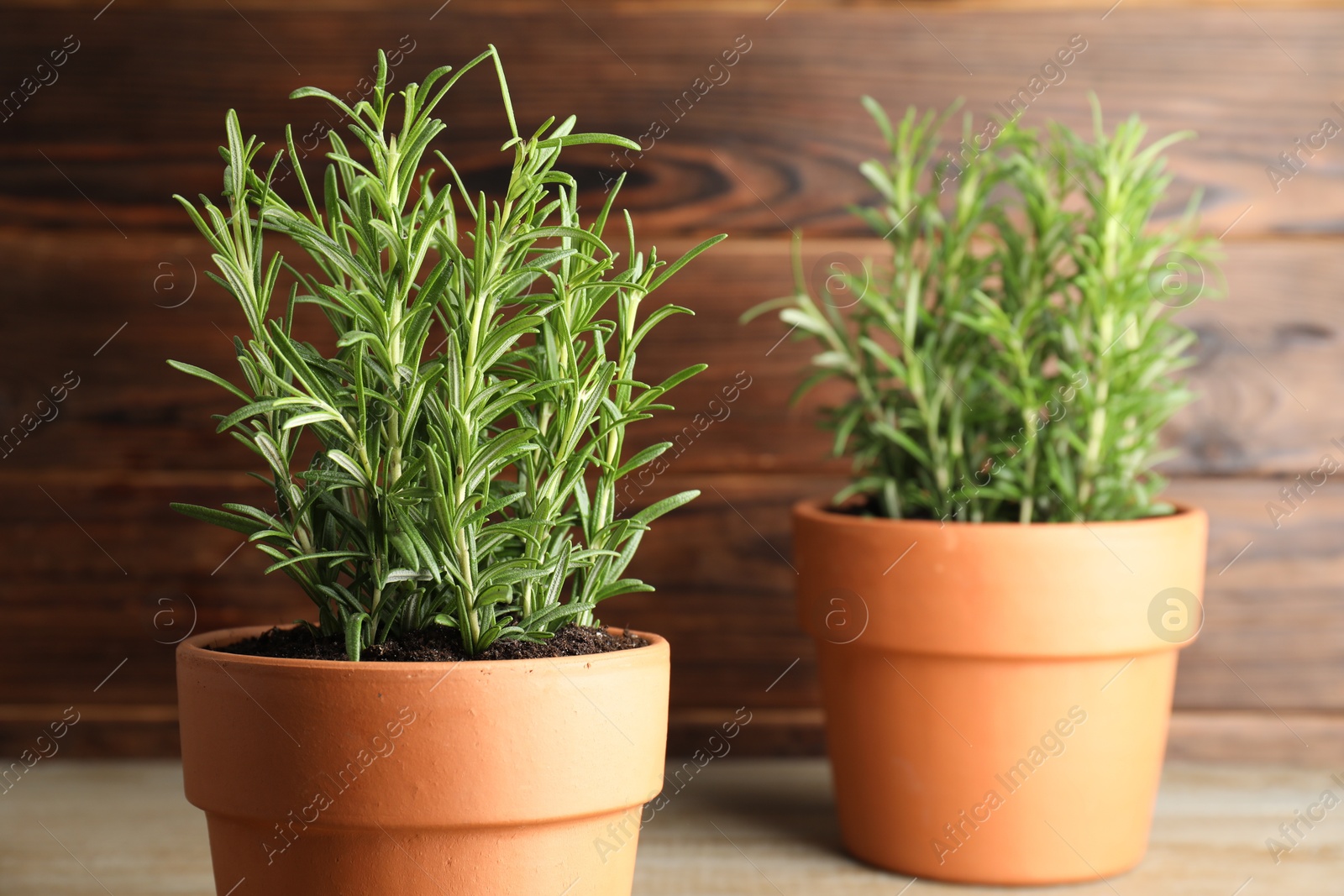 Photo of Rosemary plants growing in pots on wooden table. Aromatic herb