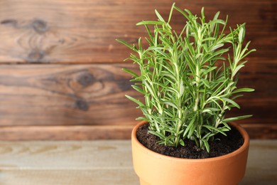 Photo of Rosemary growing in pot on wooden table, closeup with space for text. Aromatic herb