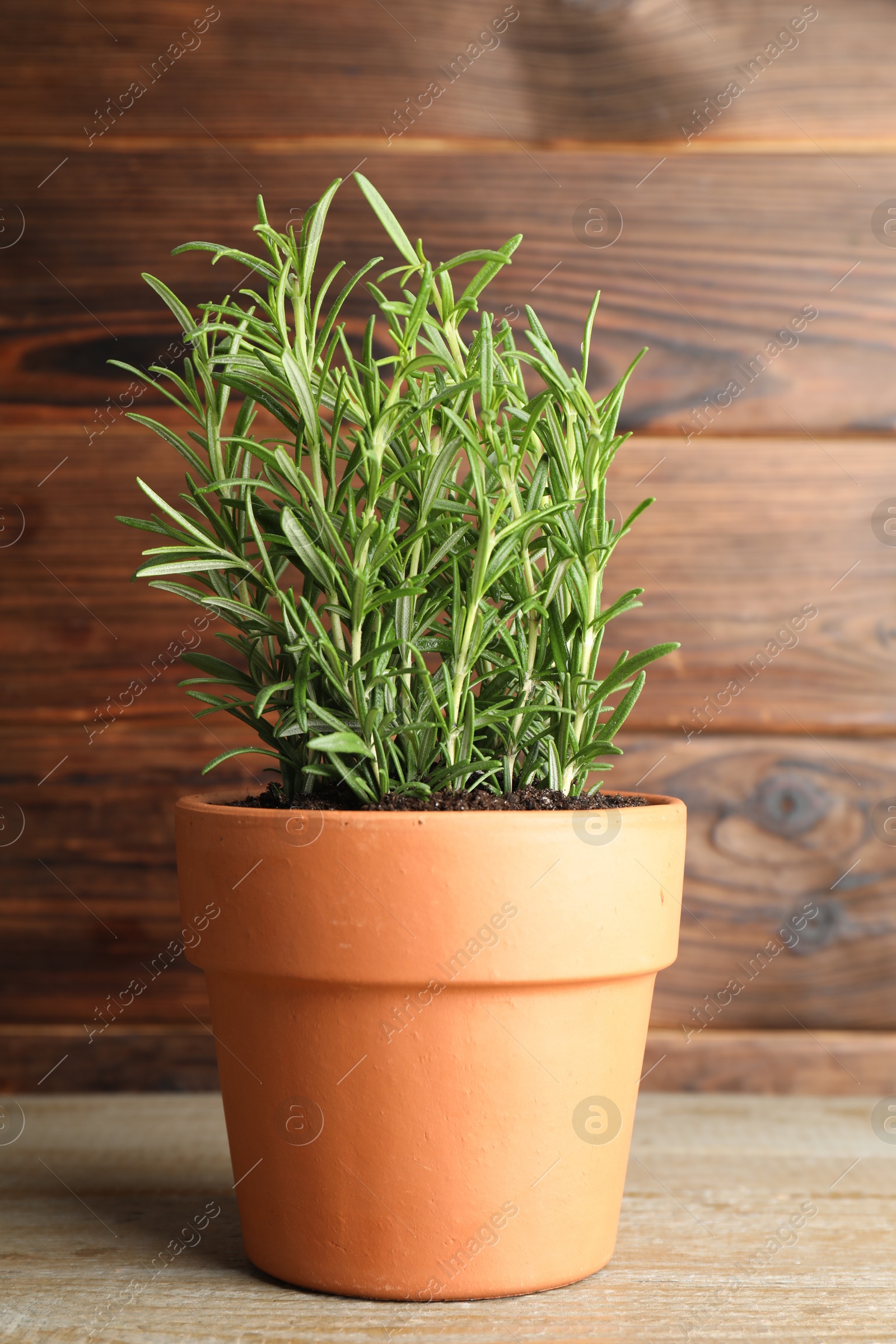 Photo of Rosemary plant growing in pot on wooden table. Aromatic herb