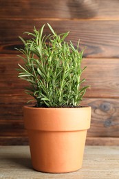 Photo of Rosemary plant growing in pot on wooden table. Aromatic herb