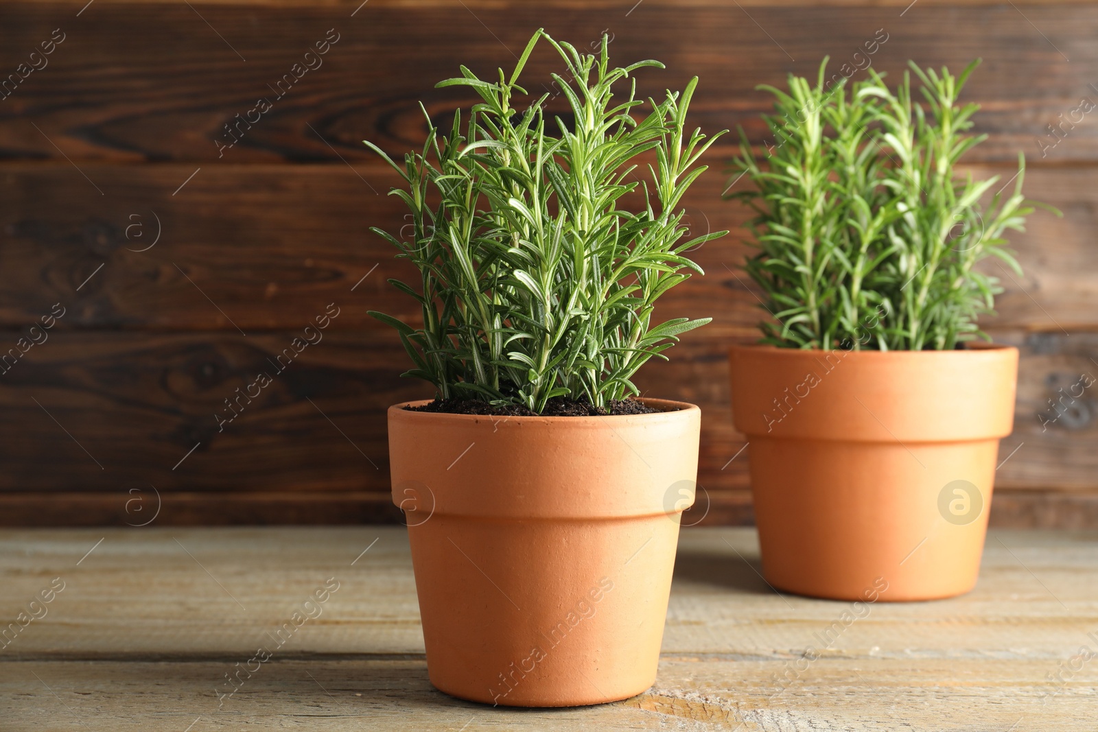 Photo of Rosemary plants growing in pots on wooden table. Aromatic herb