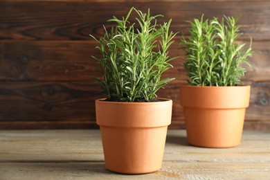 Photo of Rosemary plants growing in pots on wooden table. Aromatic herb