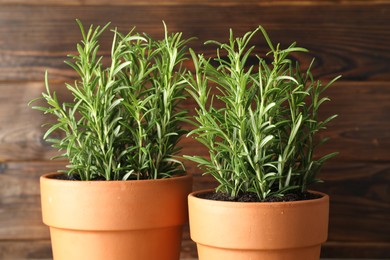 Photo of Rosemary plants growing in pots on wooden background, closeup. Aromatic herb