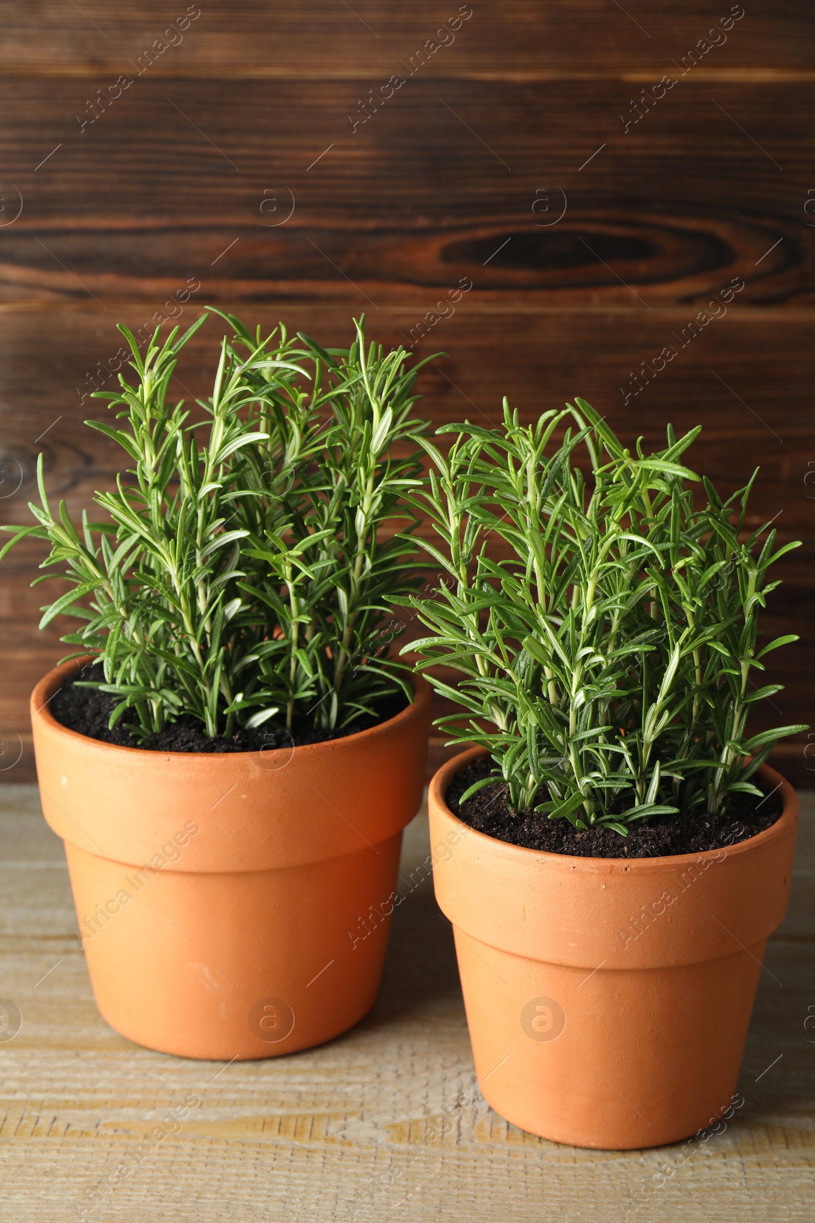 Photo of Rosemary plants growing in pots on wooden table. Aromatic herb