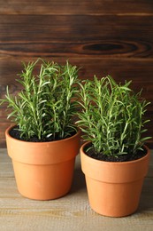 Photo of Rosemary plants growing in pots on wooden table. Aromatic herb