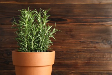 Photo of Rosemary plant growing in pot on wooden background, closeup with space for text. Aromatic herb