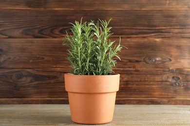 Photo of Rosemary plant growing in pot on wooden table. Aromatic herb