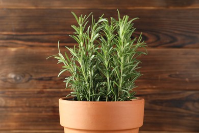 Photo of Rosemary plant growing in pot on wooden background, closeup. Aromatic herb