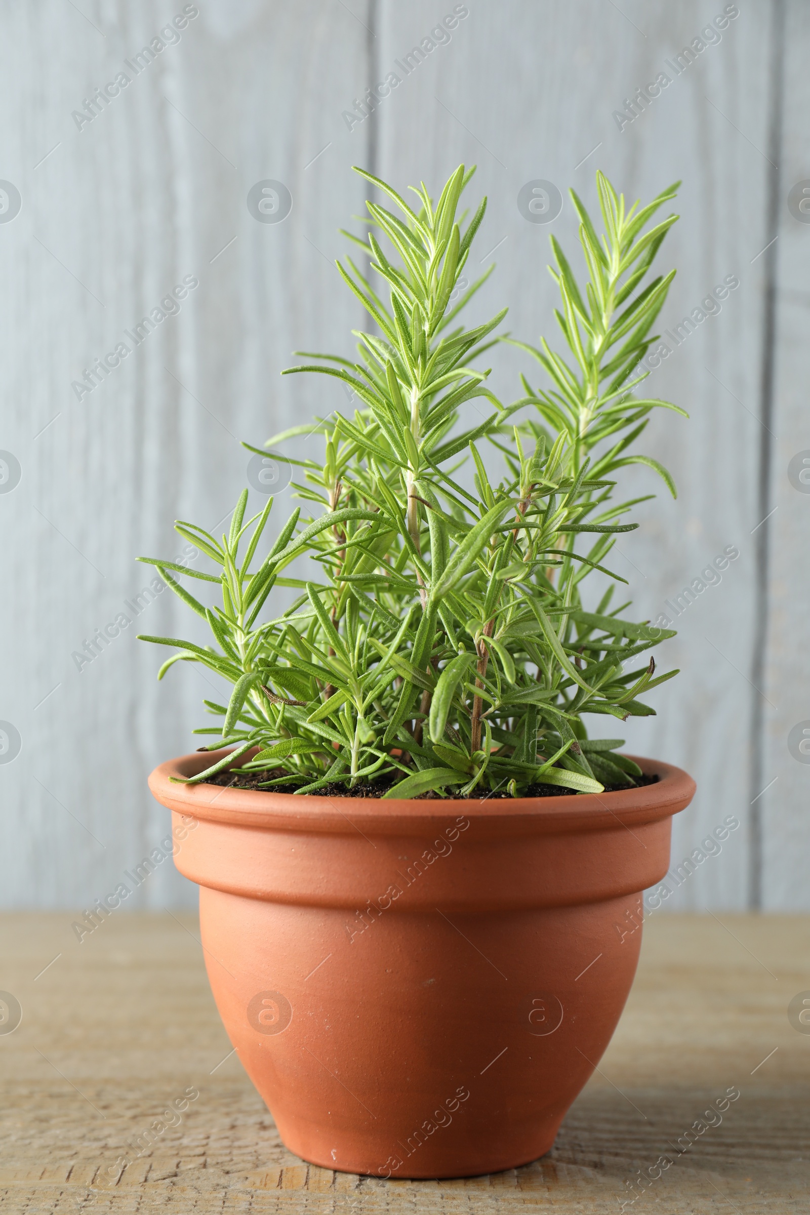 Photo of Rosemary plant growing in pot on wooden table. Aromatic herb