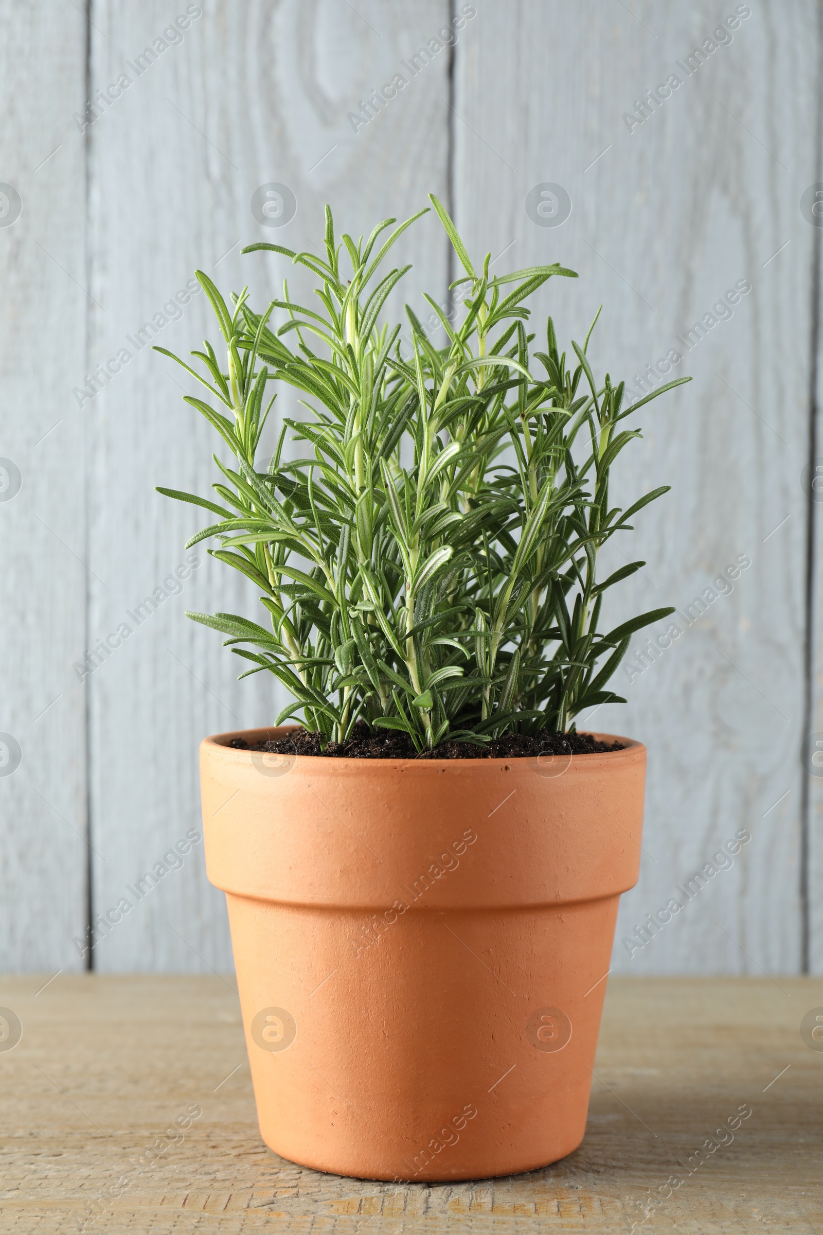 Photo of Rosemary plant growing in pot on wooden table. Aromatic herb