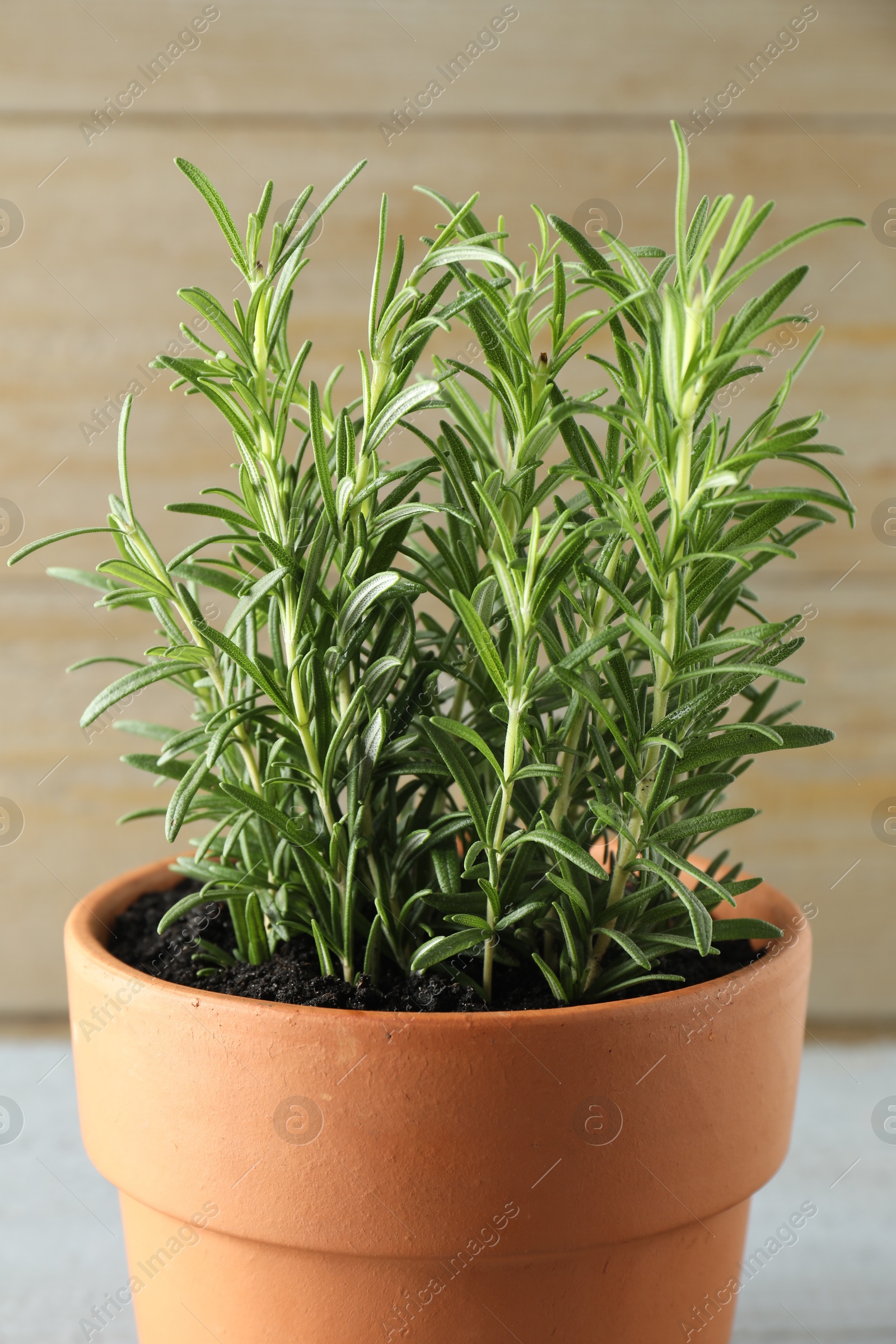 Photo of Rosemary plant growing in pot on grey table, closeup. Aromatic herb