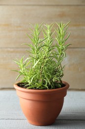 Photo of Rosemary plant growing in pot on grey wooden table. Aromatic herb