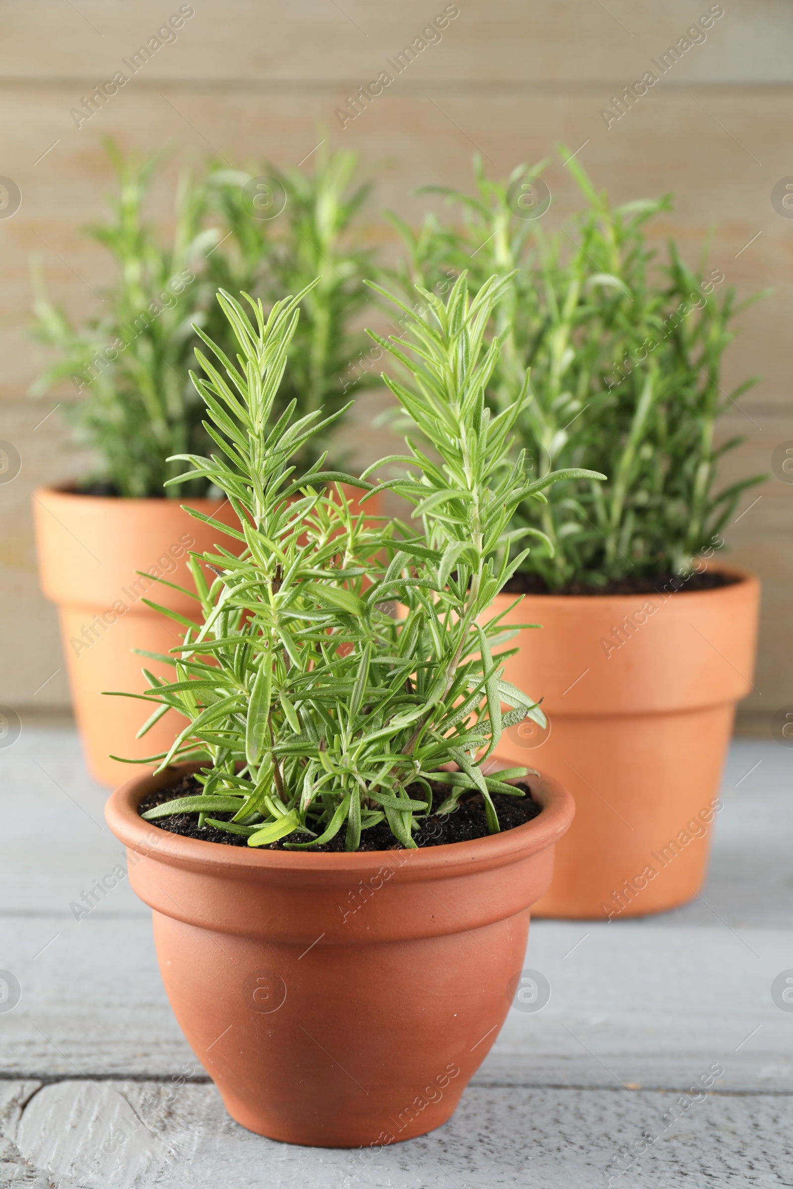 Photo of Rosemary plants growing in pots on grey wooden table, closeup. Aromatic herb