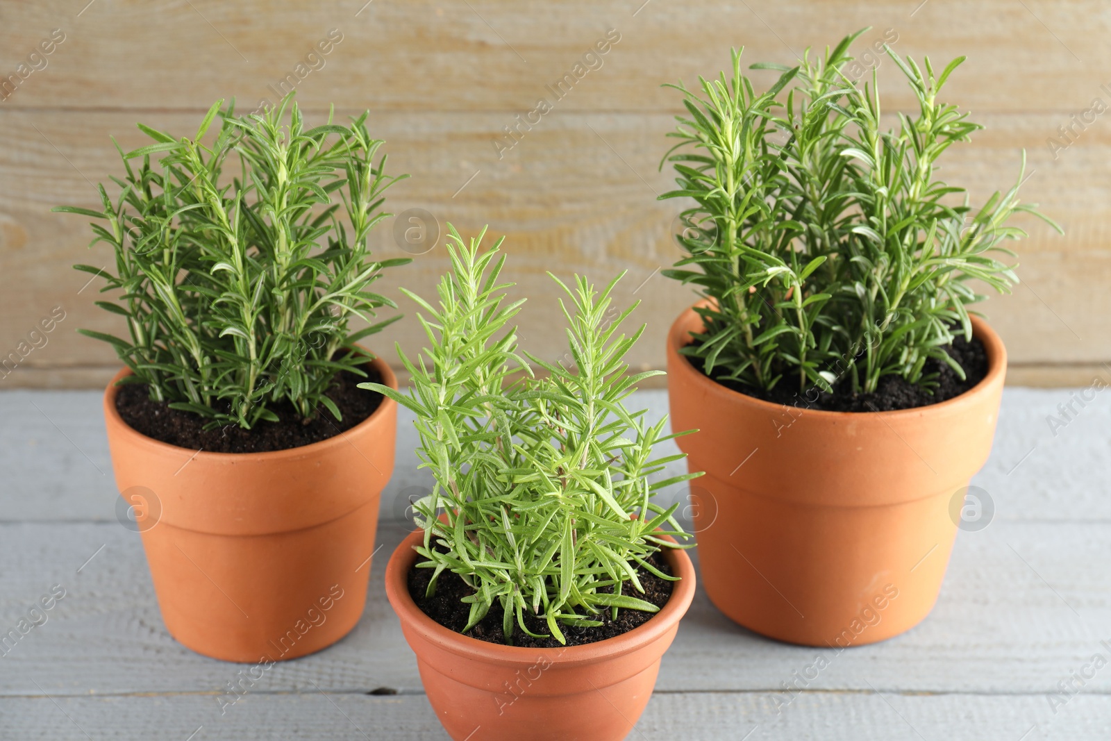 Photo of Rosemary plants growing in pots on grey wooden table. Aromatic herb