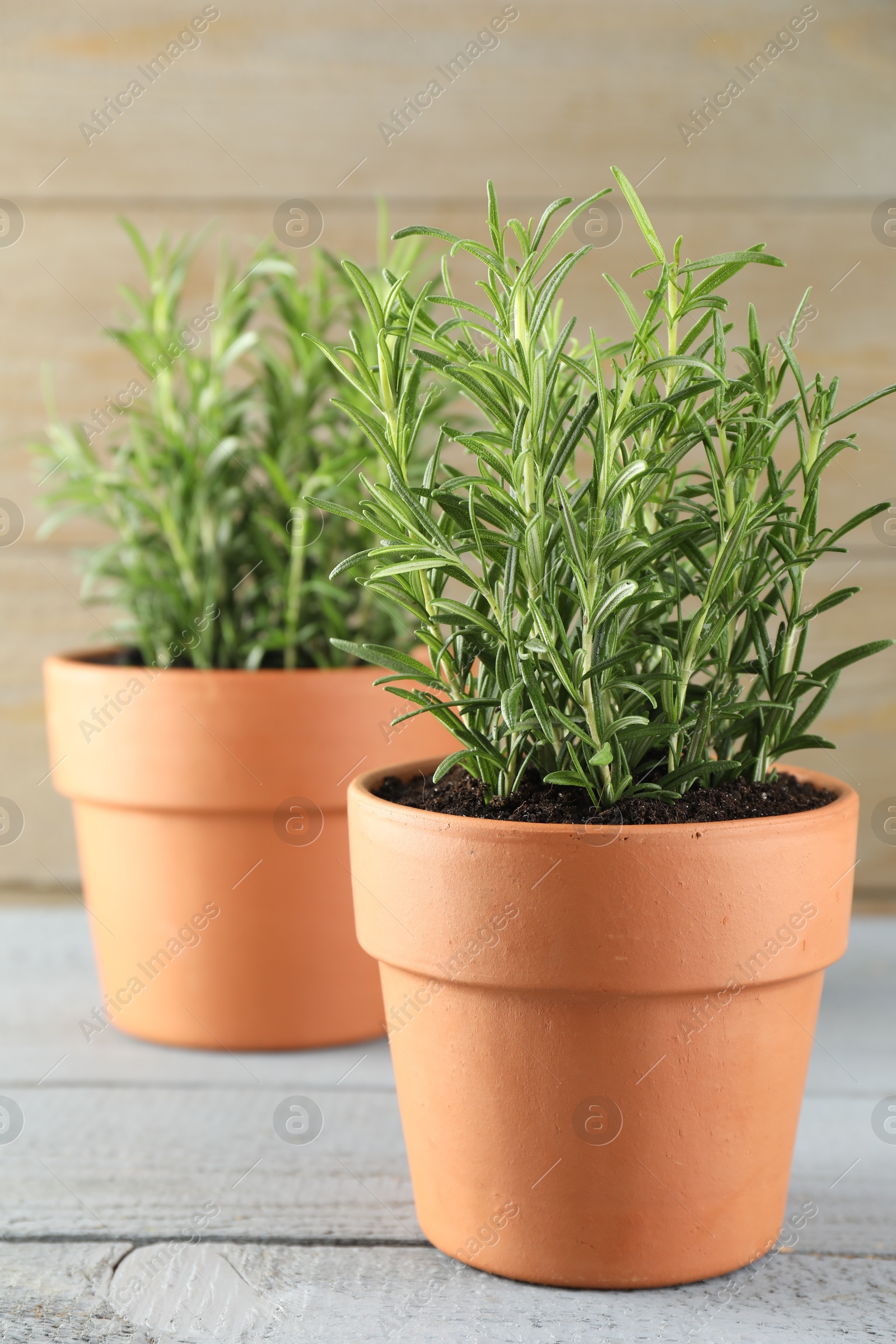 Photo of Rosemary plants growing in pots on grey wooden table, closeup. Aromatic herb