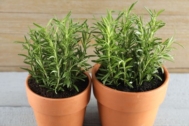 Photo of Rosemary plants growing in pots on grey table, closeup. Aromatic herb