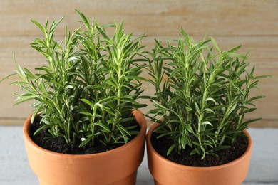 Photo of Rosemary plants growing in pots on grey table, closeup. Aromatic herb